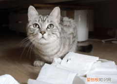 猫为什么爱撕卫生纸，猫为什么喜欢撕卫生纸