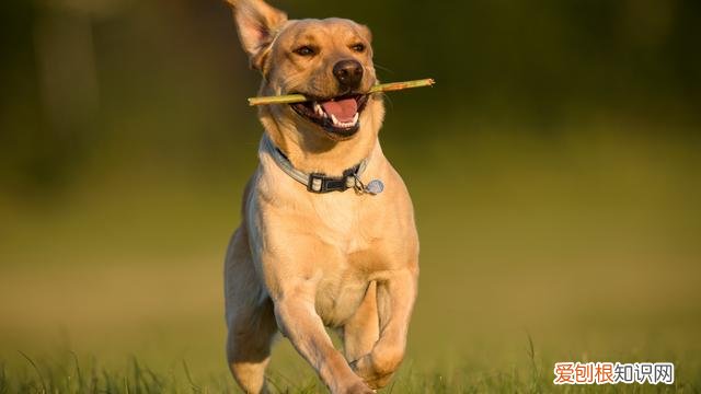 狗狗怎么健康饲养，学会这6个养狗生活“小窍门”，让你的狗狗更健康