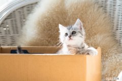 猫为什么喜欢吃纸箱子有事吗，猫咪喜欢吃纸箱