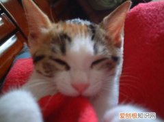 小猫为什么喜欢吮吸被子,猫吸被子，小猫总是吸被子