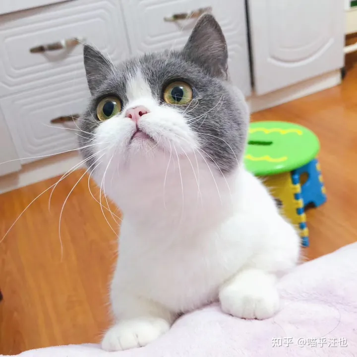 养猫是好事吗，100条养猫冷知识，私藏3年大放送?