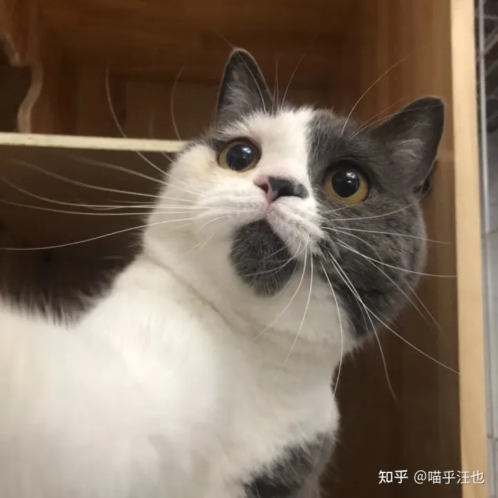 养猫是好事吗，100条养猫冷知识，私藏3年大放送?