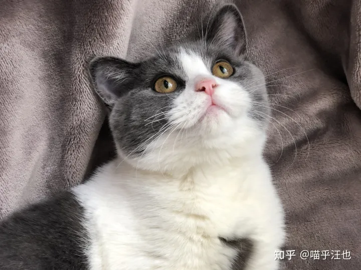 养猫是好事吗，100条养猫冷知识，私藏3年大放送?