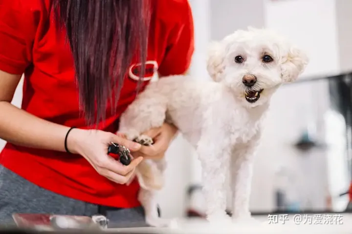 怎么保持狗狗的清洁，宠物怎样做日常清洁 爱宠日常清理小知识