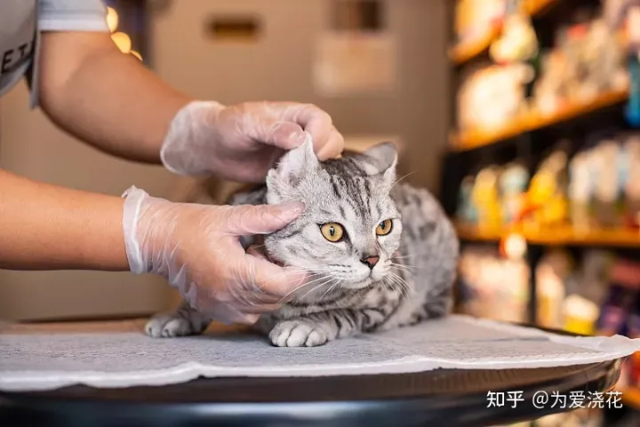 怎么保持狗狗的清洁，宠物怎样做日常清洁 爱宠日常清理小知识