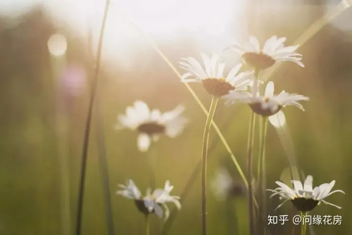 10种招鬼的花，养花技巧之三十六计！