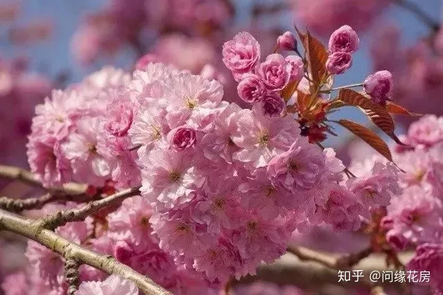 10种招鬼的花，养花技巧之三十六计！