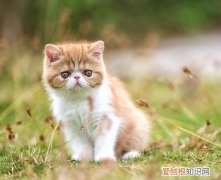 加菲猫为什么一直排软便,加菲猫排软便，加菲猫经常软便怎么办