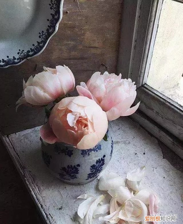 小白买花实操指南 白菜花是蔬菜吗，像买白菜一样买花，像养猪一样养花