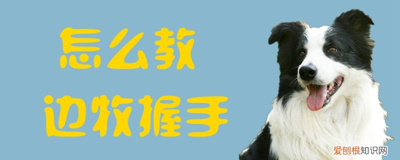 怎么教边牧握手,边牧多久学会握手