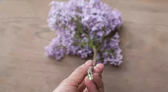 插花怎么养活，插花活不久，全是你的处理有问题！来看花瓶养花窍门