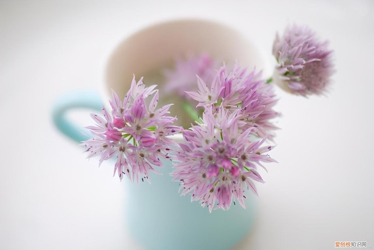 使鲜花在花瓶中保持更长时间，采摘的花插进花瓶，6个方法延长凋谢时间，还能保持鲜艳的花色