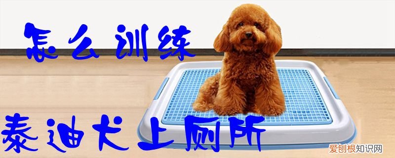 怎么训练泰迪犬上厕所