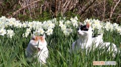 水仙对猫有毒吗,猫吃水仙会中毒吗,水仙花对猫有毒吗，猫能吃水仙