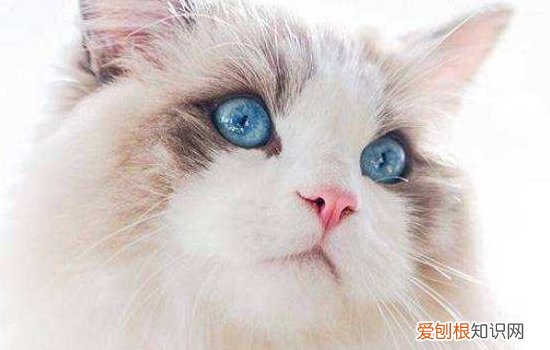 猫鼻气管炎是鼻支吗，猫支气管炎和猫鼻支的区别