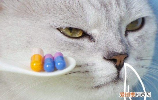 猫鼻支得过之后还会得吗,猫鼻支得过会有抗体吗,猫得过猫鼻支还会再得吗