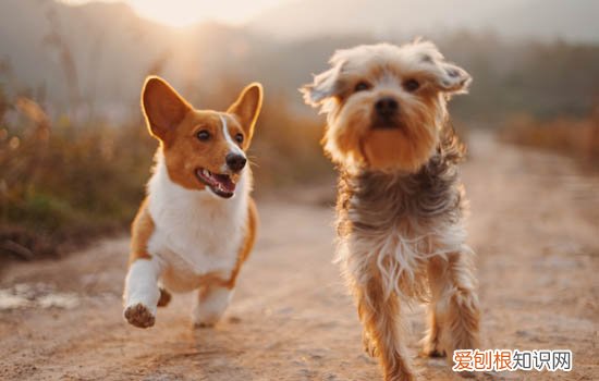 四个月茶杯犬吃一个鸡蛋黄可以吗 茶杯犬能吃鸡蛋黄吗