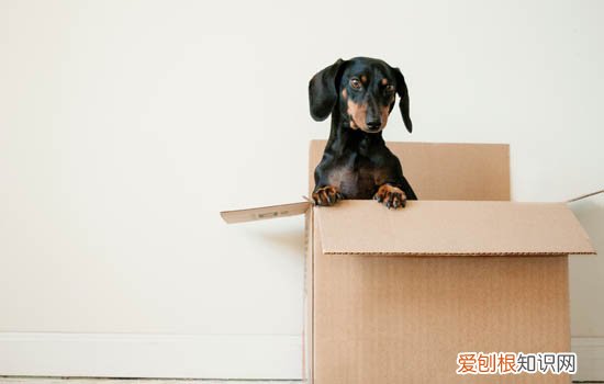 茶杯犬可以吃烤肠吗 茶杯犬能吃香肠吗