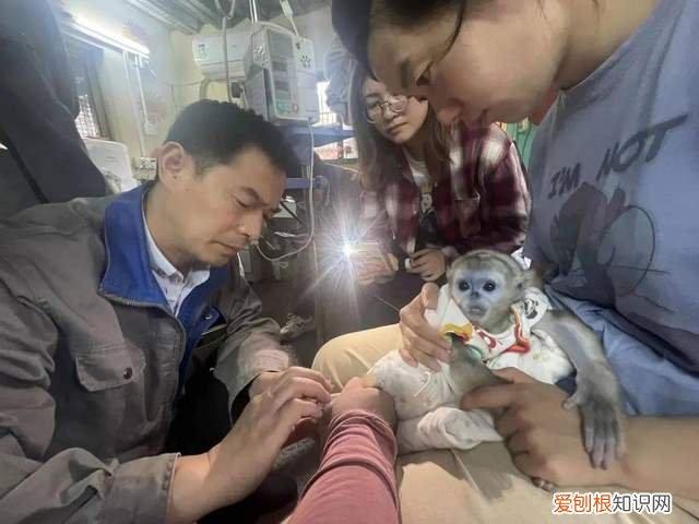 因“穷”出圈，南京红山动物园的“他救”与“自救”：开直播、线上募捐、开放认养