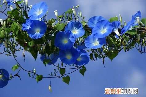 这些花很漂亮英文翻译，有哪些英文翻译很美的花？