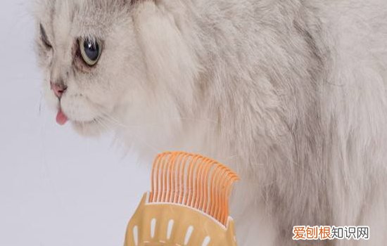 猫多大可以做绝育手术,猫多大可以去做绝育,猫多大可以绝育，猫咪多大做绝育手术合适