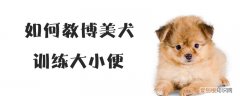 如何教博美犬训练大小便，如何教博美犬训练大小便的方法