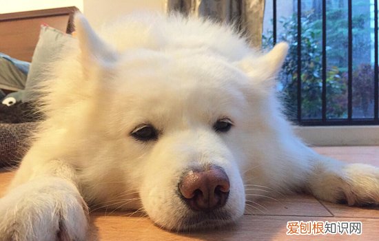 腊肠犬饮食注意 腊肠犬能吃苹果吗