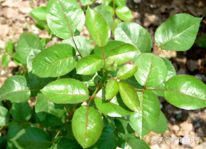 教你这样养花，养花最“坑人”的妙招，老花匠都不敢用，养花新手千万别尝试