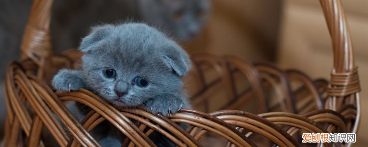 折耳猫尾巴怎么算僵硬,折耳猫尾巴辨别僵硬,折耳猫尾巴怎样算僵硬，折耳猫怎么看尾巴僵不僵硬