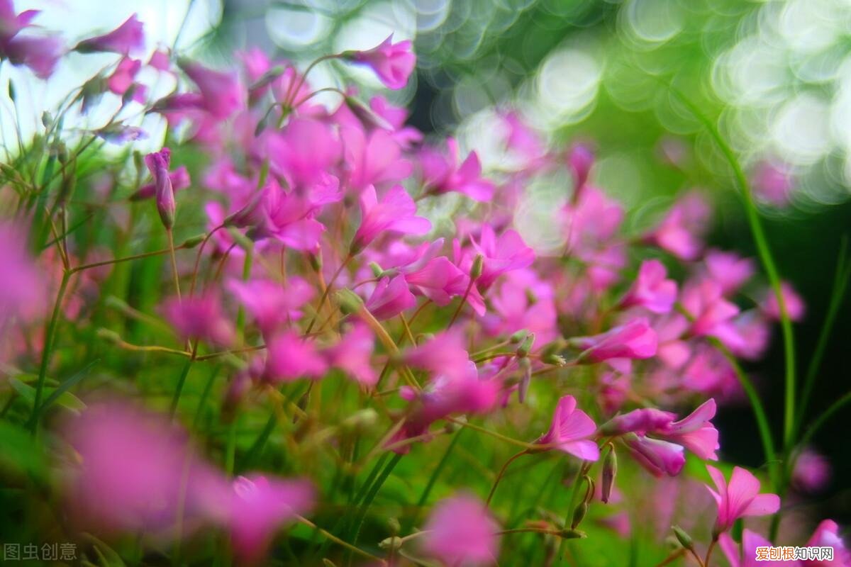 或植物 普通话命题说话我最喜欢的动物狗，普通话命题说话范文3篇，我最喜欢的动物