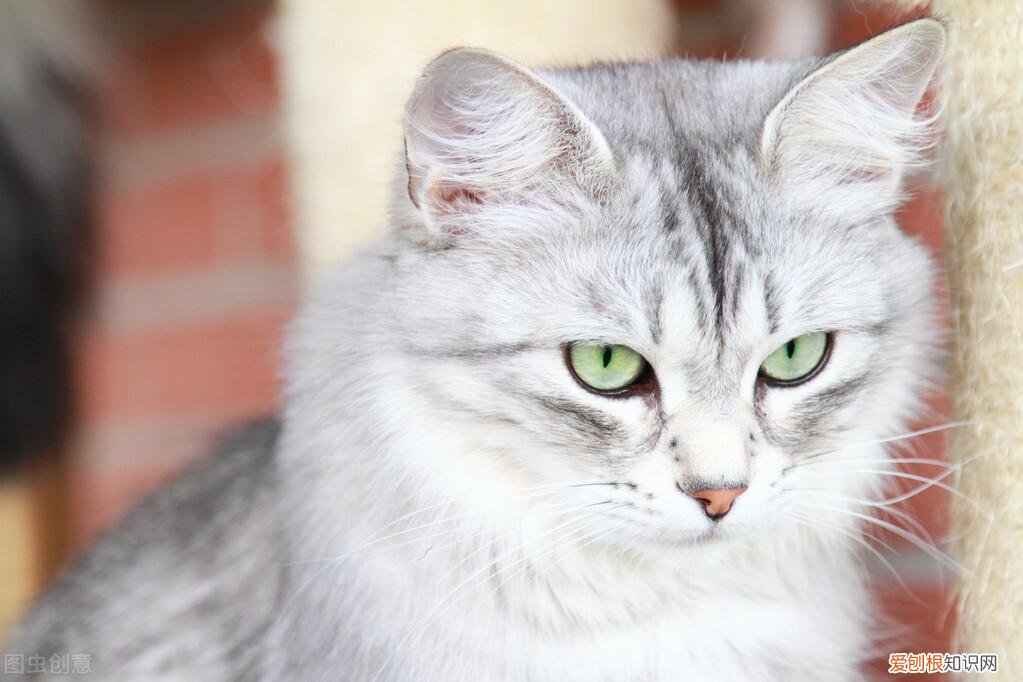 或植物 普通话命题说话我最喜欢的动物狗，普通话命题说话范文3篇，我最喜欢的动物