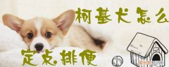 柯基犬怎么定点排便，柯基犬定点排便训练