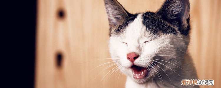 猫咪有口臭怎么回事,猫咪有口臭是什么原因,猫咪为什么有口臭，猫咪 口臭 原因 不是