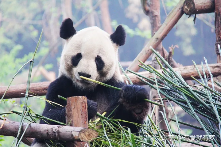 三年级作文我喜欢的小动物熊猫，三年级作文修改：我最喜欢的动物——熊猫