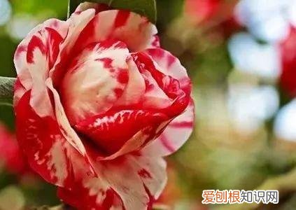 养花窍门99招，花农绝不外传的8个养花绝招，99%的人都不知道！