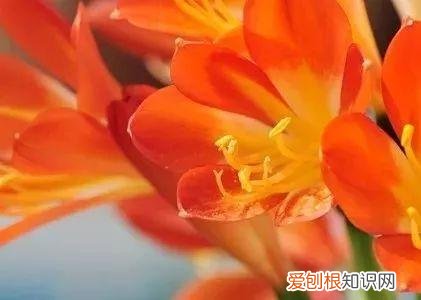 养花窍门99招，花农绝不外传的8个养花绝招，99%的人都不知道！