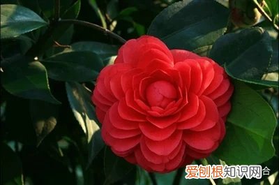 花钟的教学视频，了解这些种花技巧后，五一节你会更快乐