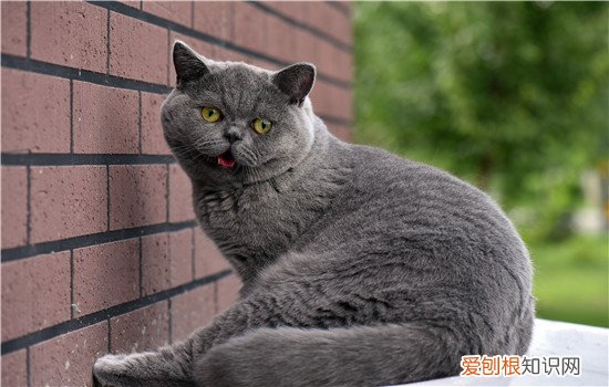 猫吃异物后堵住肠子症状，猫咪吃异物胃堵塞