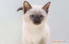 英短一定要打疫苗吗,猫一定要打疫苗吗，英短蓝猫要打疫苗吗