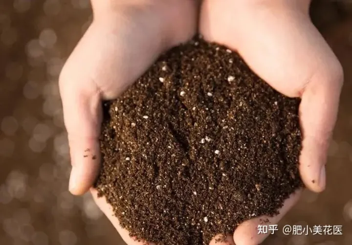 盆栽需要什么样的土壤，养花第一步，先选对盆土！好的土壤让你的种植事半功倍