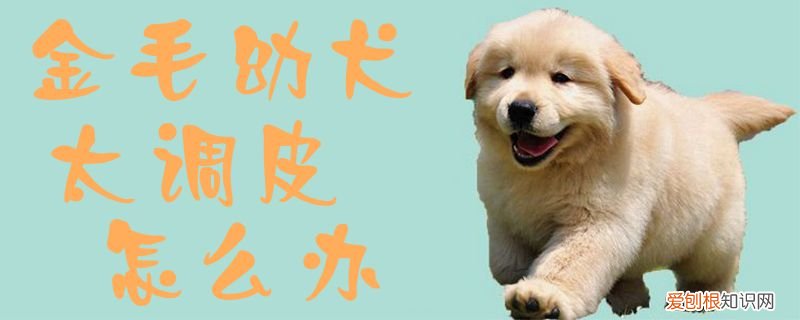 金毛幼犬太调皮怎么办，金毛好调皮怎么办