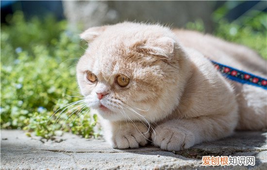 猫得气管炎什么症状,猫鼻气管炎什么症状,猫气管炎用什么药，猫气管炎治疗方法