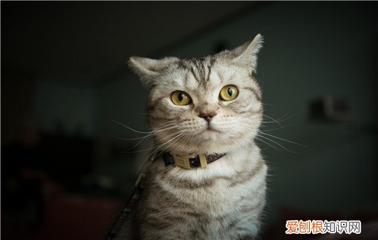 猫什么时候绝育比较好,公猫什么时候绝育,猫什么时候绝育合适，公猫最好什么时候绝育