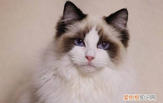 猫什么时候绝育比较好,公猫什么时候绝育,猫什么时候绝育合适，公猫最好什么时候绝育