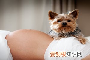 孕妇闻了一中午香水味好吗 ，孕妇闻到了香水味会怎么样