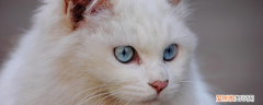 猫黄疸是什么原因引起的,猫咪黄疸症状是什么导致的,猫咪黄疸什么引起的