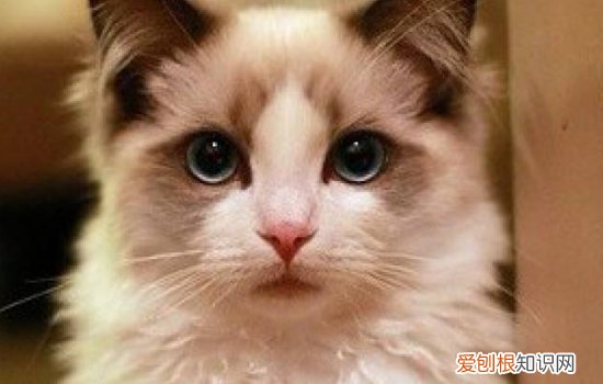 猫一直呕吐是什么情况,猫一直呕吐是怎么回事,猫一直，猫时不时的呕吐是什么原因