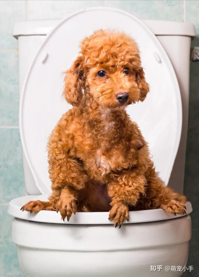 狗狗白血病怎么治，狗狗贫血怎么办？分清病因是关键，别盲目补血