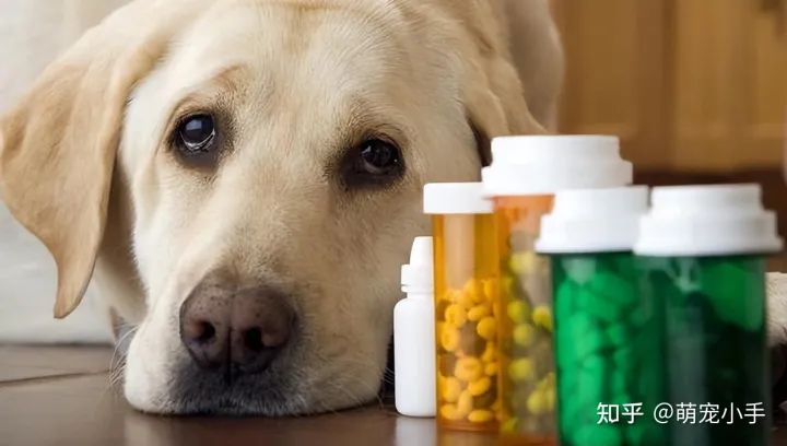 狗狗白血病怎么治，狗狗贫血怎么办？分清病因是关键，别盲目补血