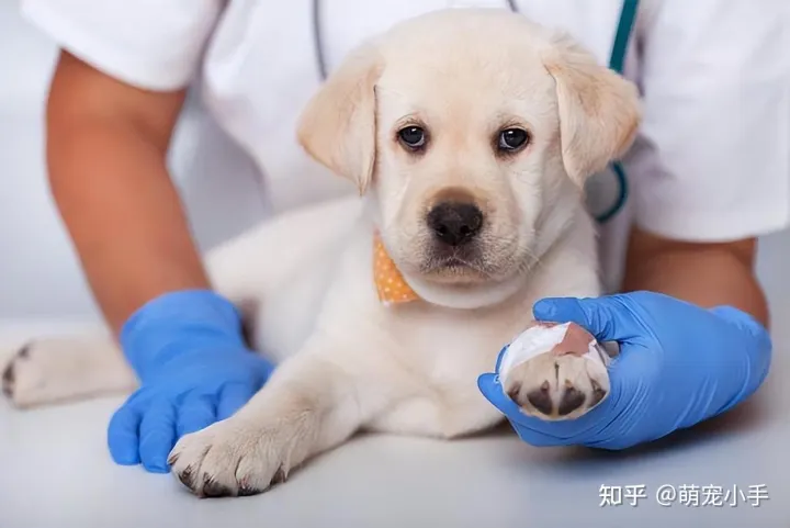 狗狗白血病怎么治，狗狗贫血怎么办？分清病因是关键，别盲目补血